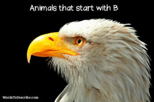 Animals that start with B