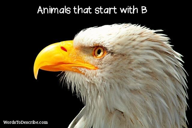 Animals That Start With B | Words To Describe