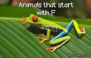 Animals that Start With F